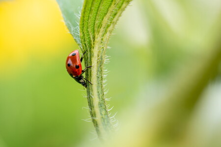 Roter gepunkteter Spaziergänger